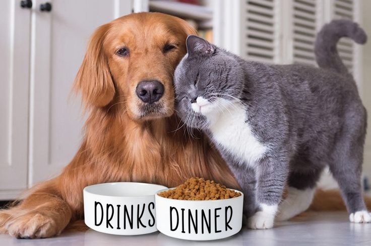 Looking at your pet’s nutritional needs