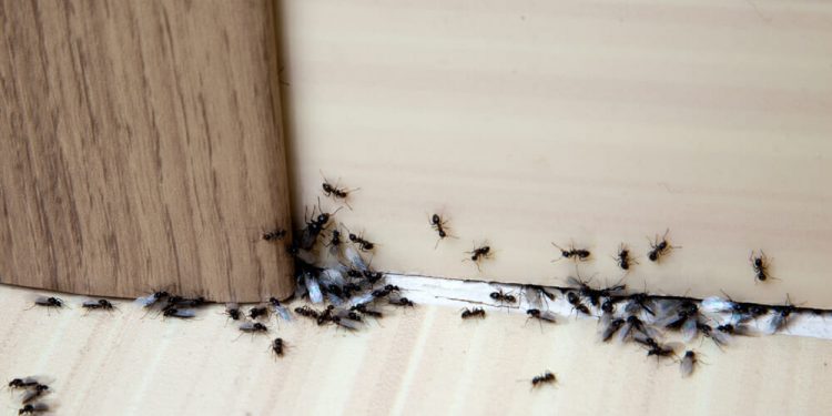 Say Goodbye to Ants: By Using Natural Remedies