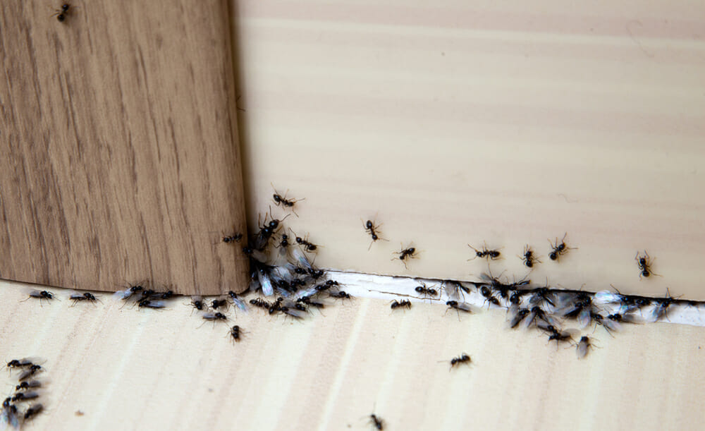 Say Goodbye to Ants: By Using Natural Remedies